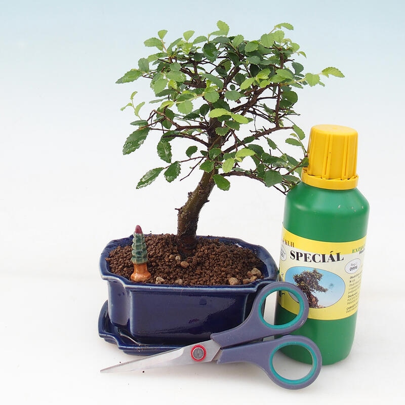 Coffret cadeau Bonsaï pour garçon - Orme de chambre - Ulmus parvifolia