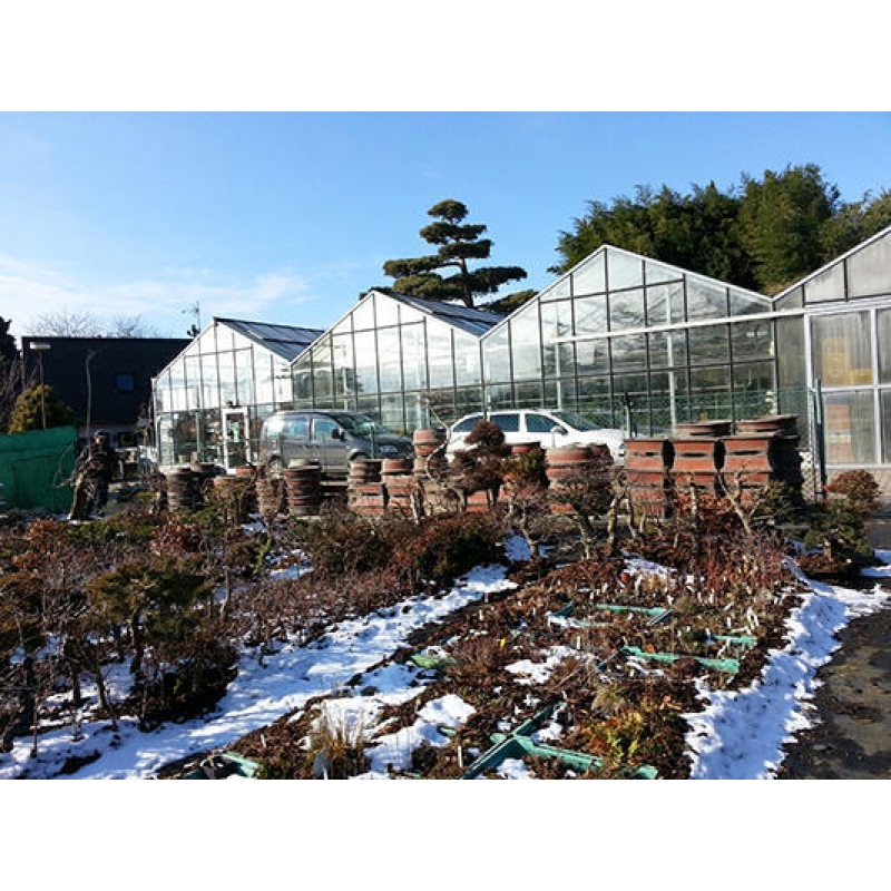 Bol à bonsaï 36 x 36 x 13 cm, couleur bleu