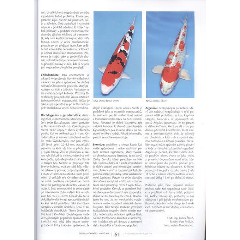 Bonsaïs et jardins japonais n° 63