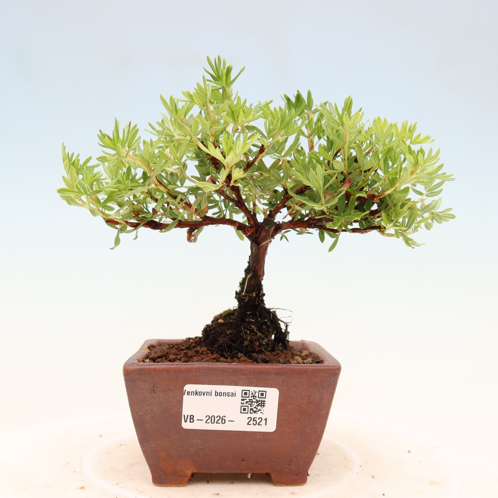Bonsaï d'extérieur - Potentila fruticosa