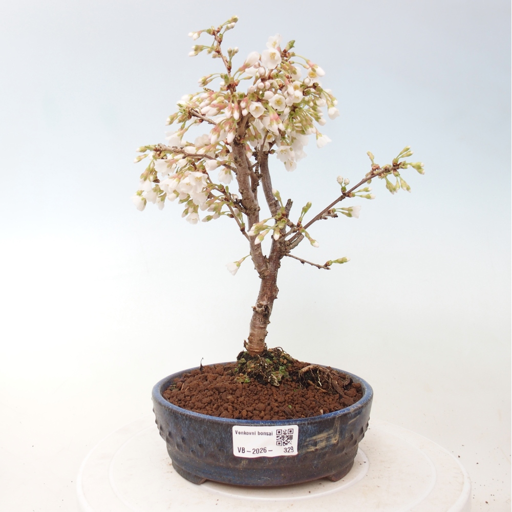 Bonsaï d'extérieur - Prunus incisa Kojou-no mai-Plivon découpé