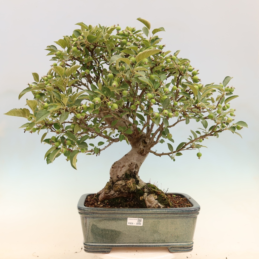Bonsaï d'extérieur -Malus halliana - Pommier à petits fruits