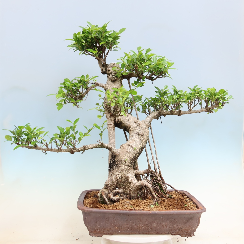Salle bonsaï - Ficus kimmen - ficus à petites feuilles