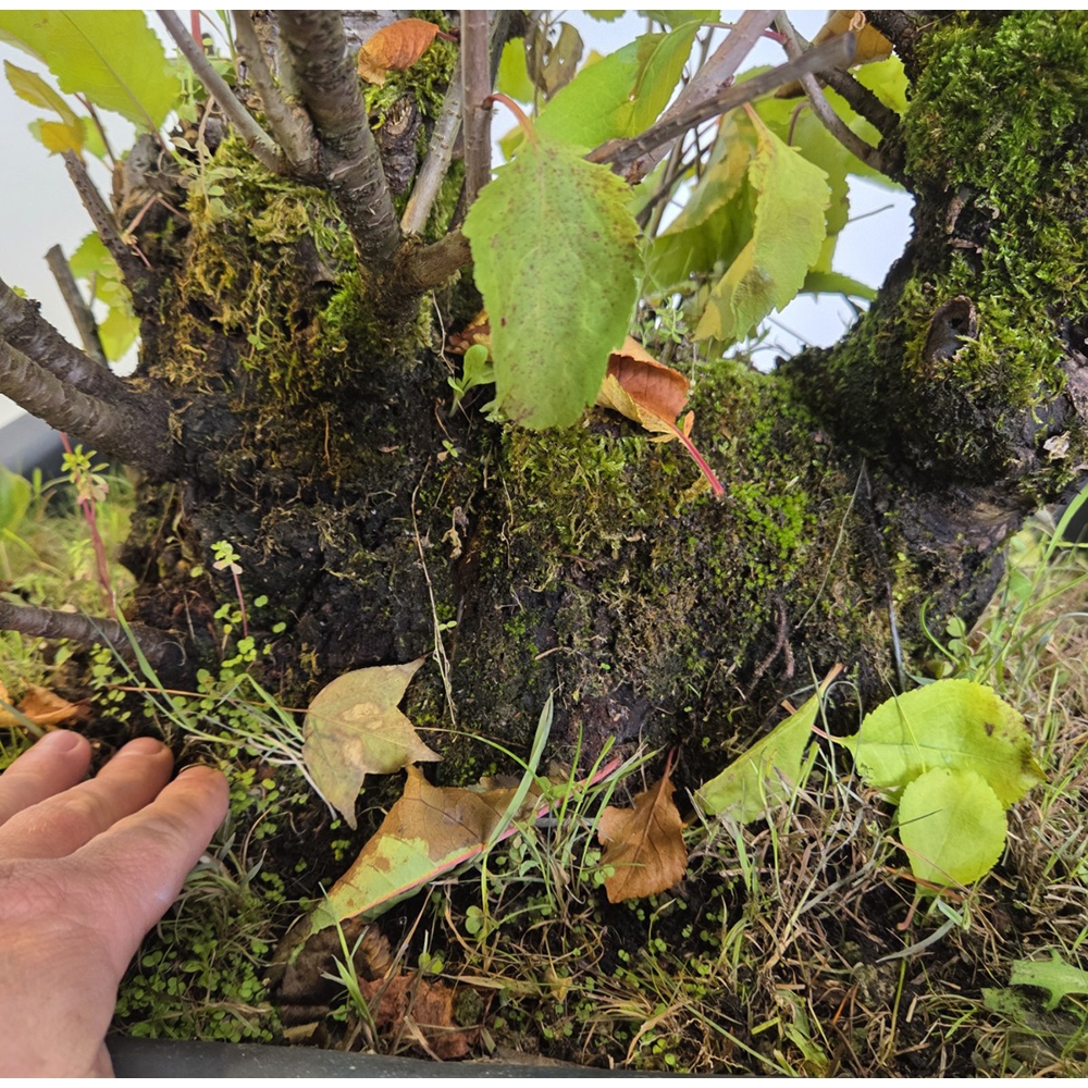 Bonsaï d'extérieur Cerisier - Prunus aviata