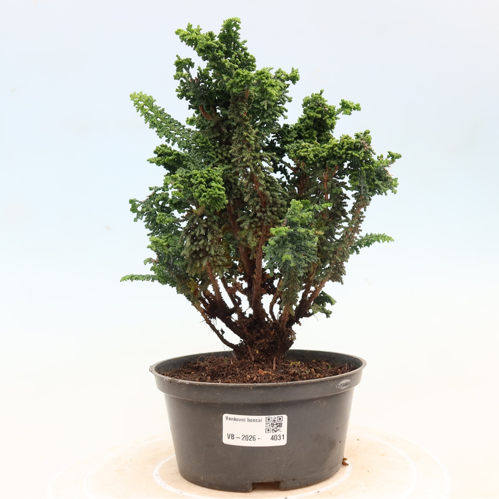 Bonsaï d'extérieur - Cham. obtusa SEKKA HINOKI - Cyprès