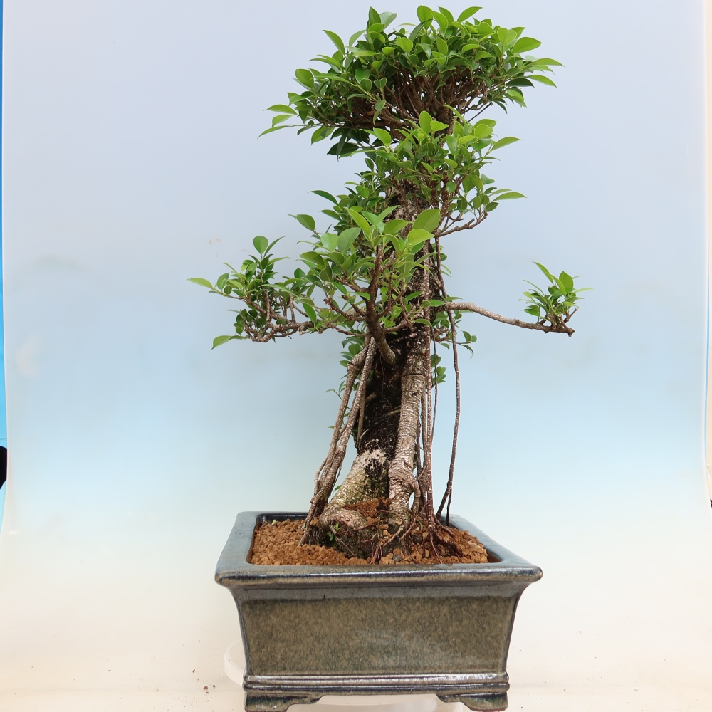 Salle bonsaï - Ficus kimmen - ficus à petites feuilles