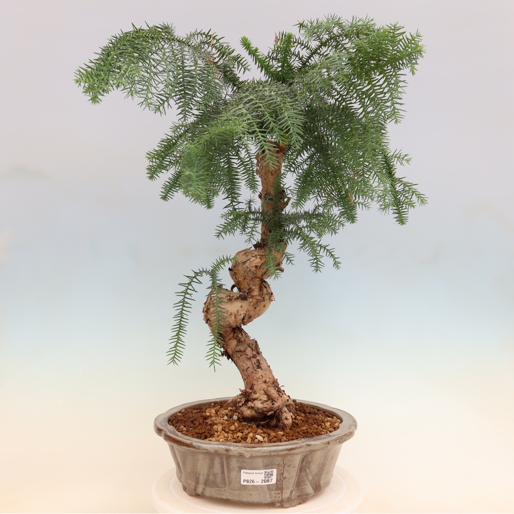 Bonsaï de chambre - Araucaria - épicéa de chambre