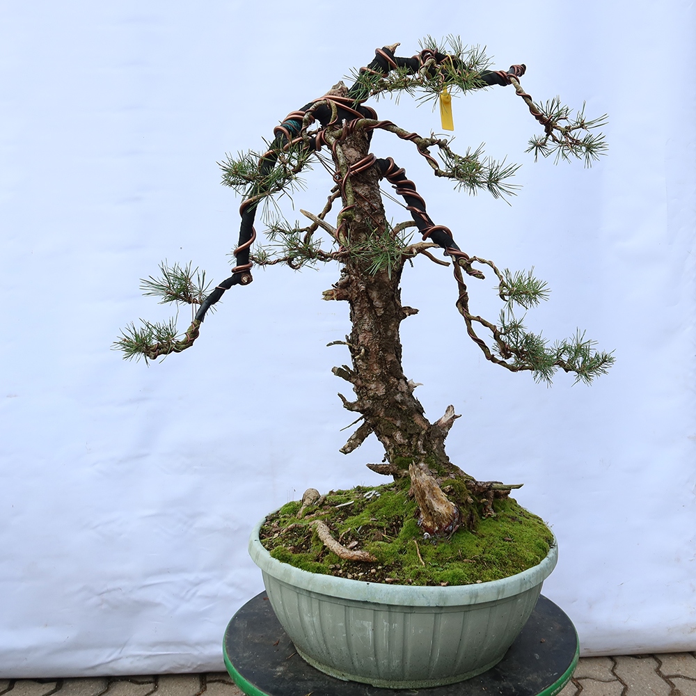Pinus sylvestris Espagne - pin sylvestre