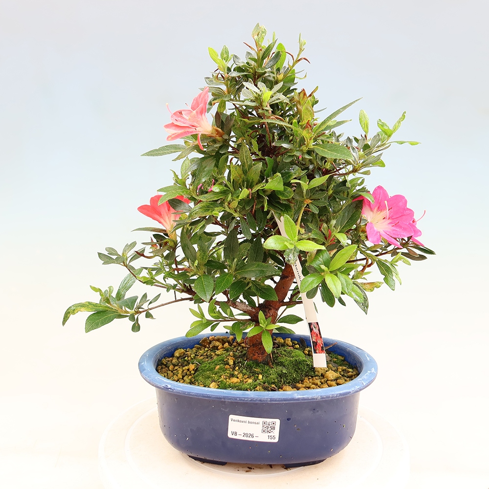 Bonsaï d'extérieur - Azalée japonaise - Azalea Beniko