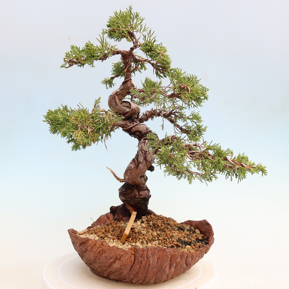 Bonsaï d'extérieur - Juniperus chinensis Itoigawa-Juniperus chinensis