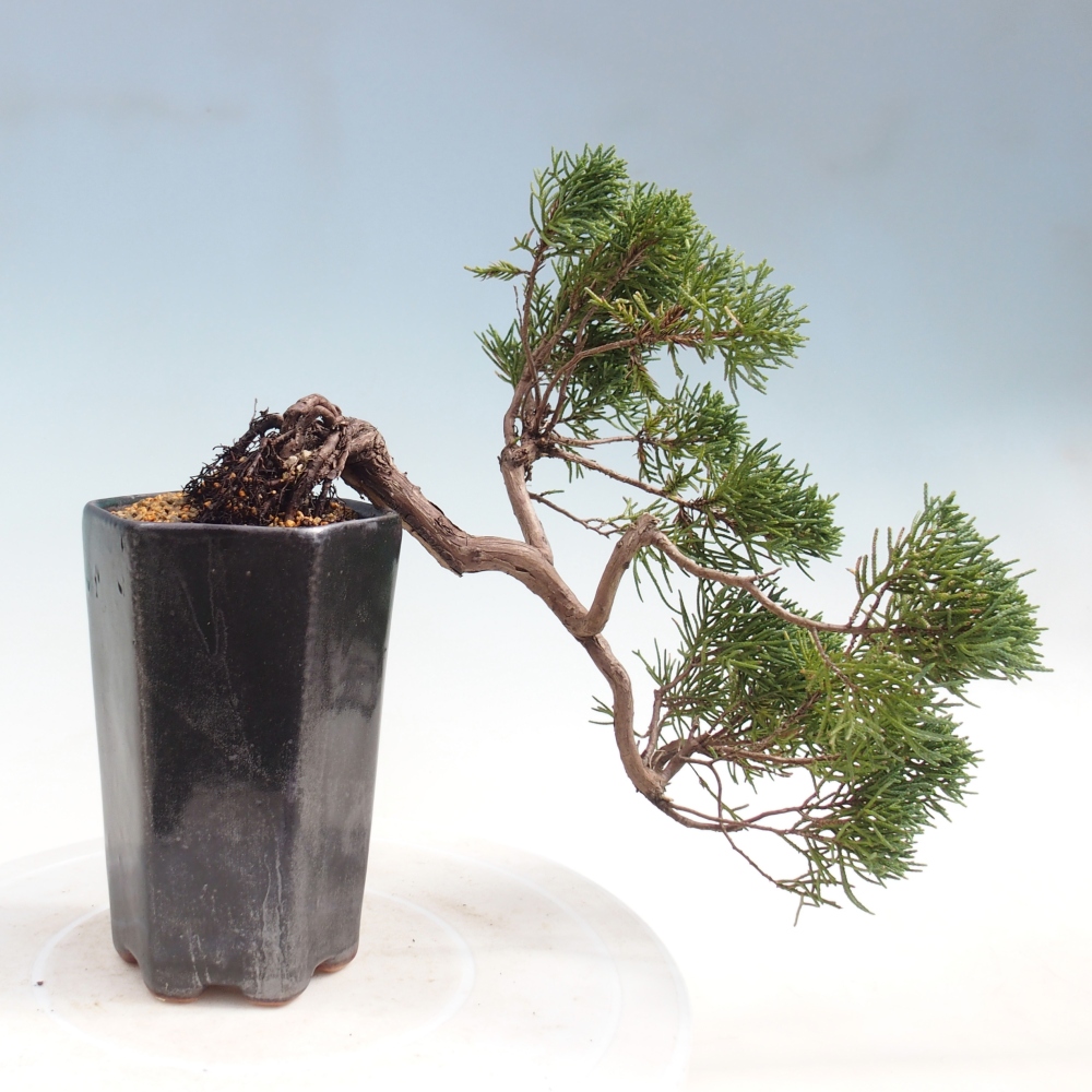Bonsaï d'extérieur - Juniperus chinensis Kishu