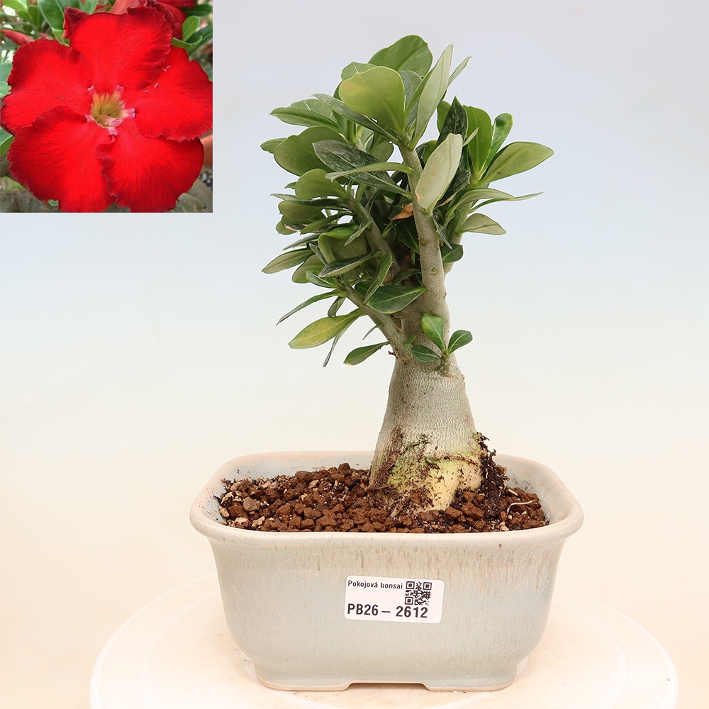 Bonsaï d'intérieur - Adenium obesum Red Star - Rose du désert