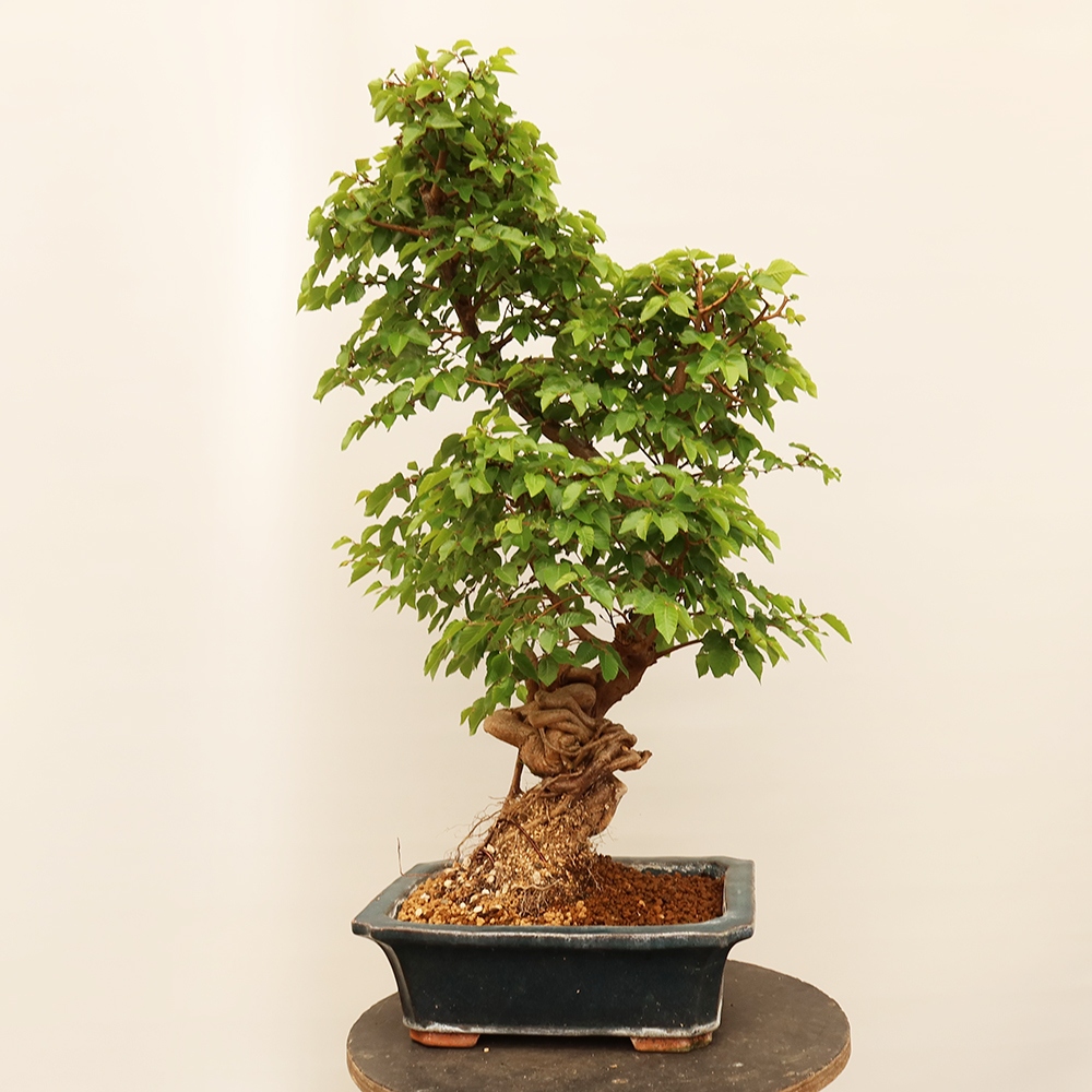 Bonsaï d'extérieur -Carpinus Coreana - Charme de Corée