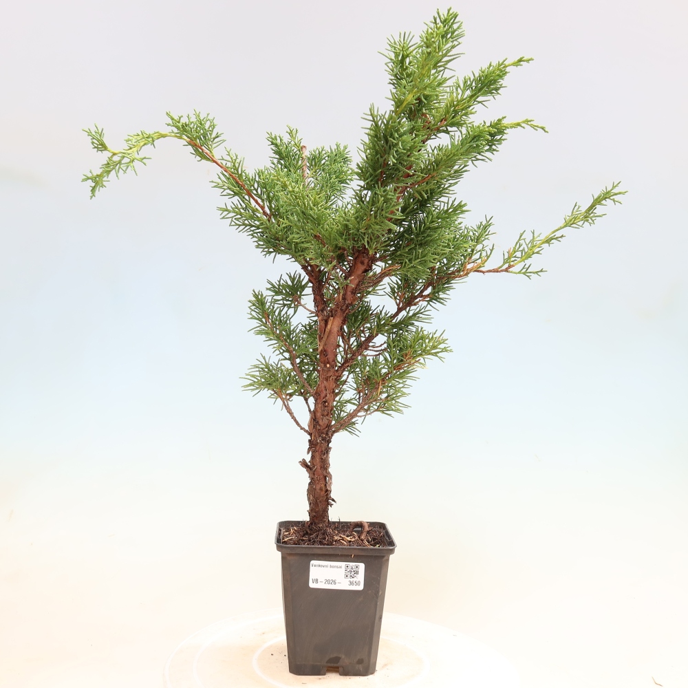 Bonsaï d'extérieur - Juniperus chinensis Kishu