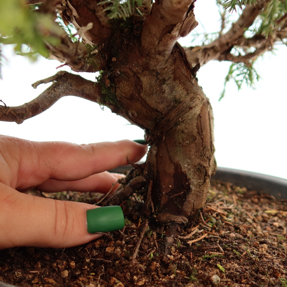 Bonsaï d'extérieur - Juniperus chinensis Itoigawa-Juniperus chinensis
