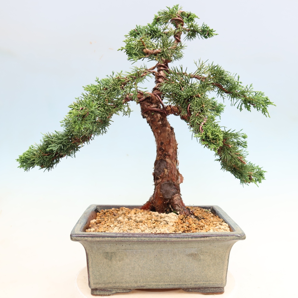 Bonsaï d'extérieur - Juniperus chinensis Kishu