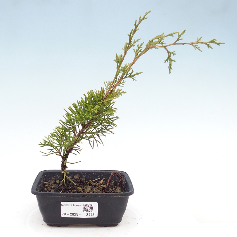 Bonsaï d'extérieur - Juniperus chinensis Itoigawa