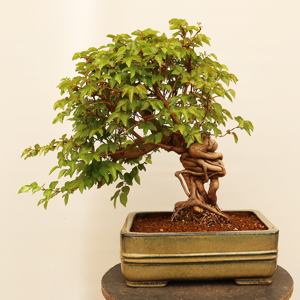 Bonsaï d'extérieur -Carpinus Coreana - Charme de Corée