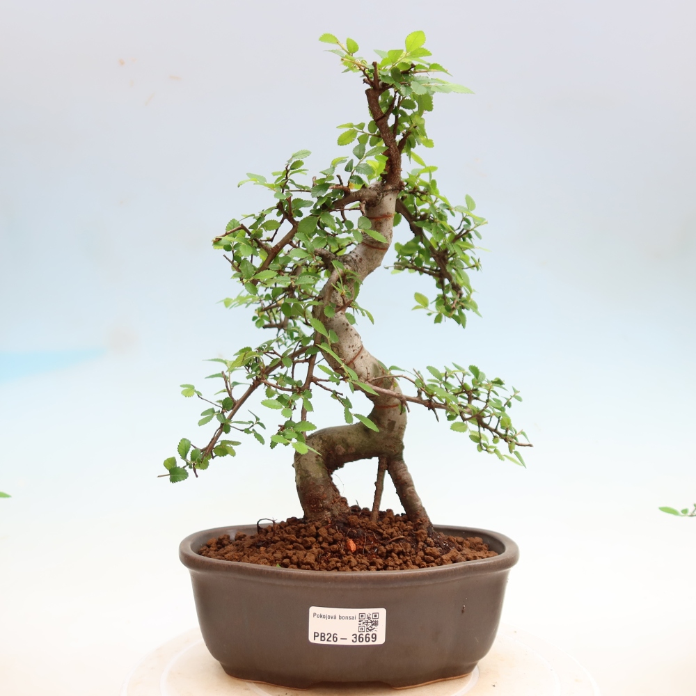 Bonsaï de chambre - Ulmus parvifolia - Orme à petites feuilles