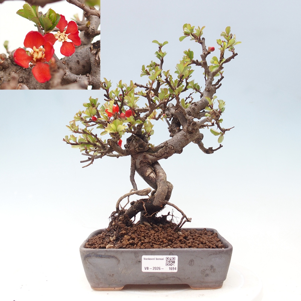 Bonsaï d'extérieur - Chaneomeles speciosa - Coing