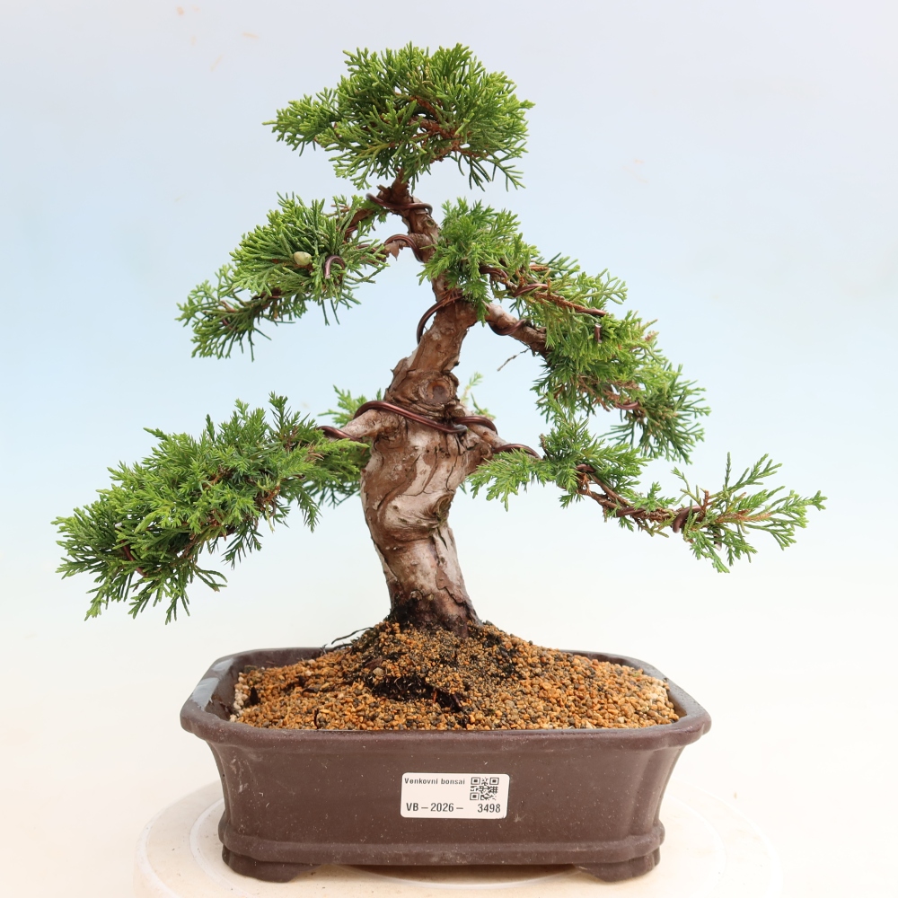 Bonsaï d'extérieur - Juniperus chinensis Itoigawa-Juniperus chinensis