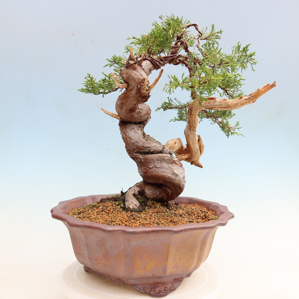 Bonsaï d'extérieur - Juniperus chinensis Itoigawa-Juniperus chinensis