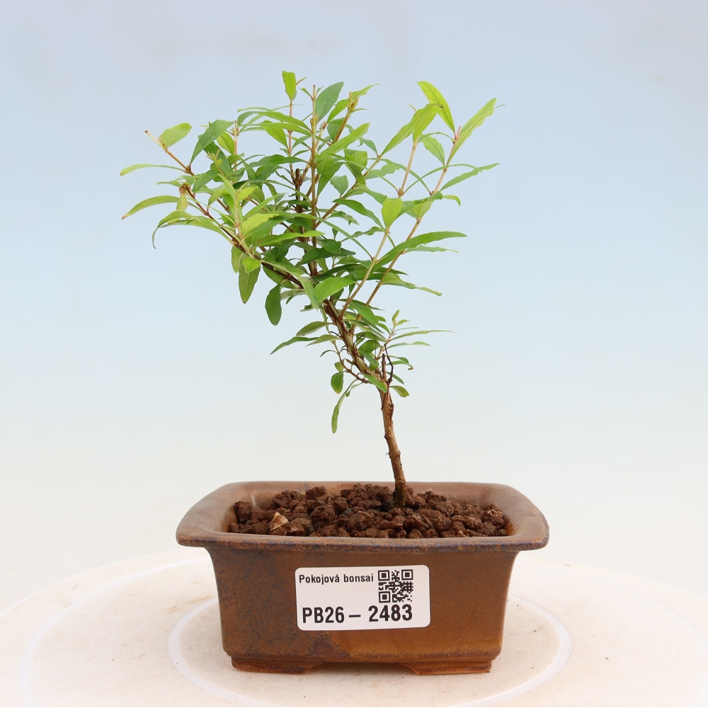 Bonsaï de chambre-PUNICA granatum nana-Pomme grenat