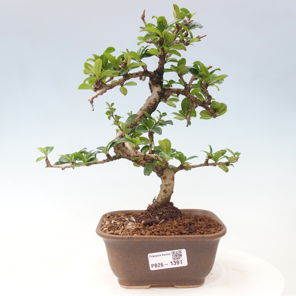 Bonsaï de chambre - Carmona macrophylla - Tea fuki