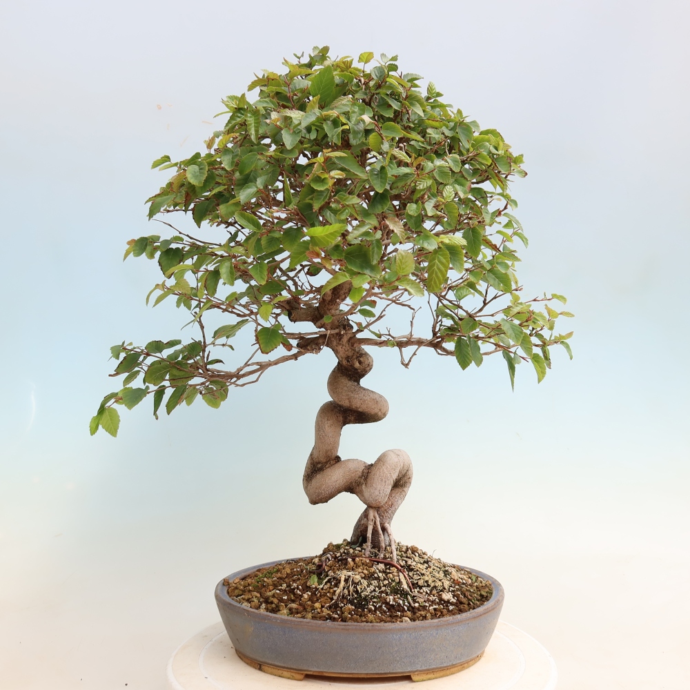 Bonsaï d'extérieur -Carpinus CARPINOIDES - Charme de Corée