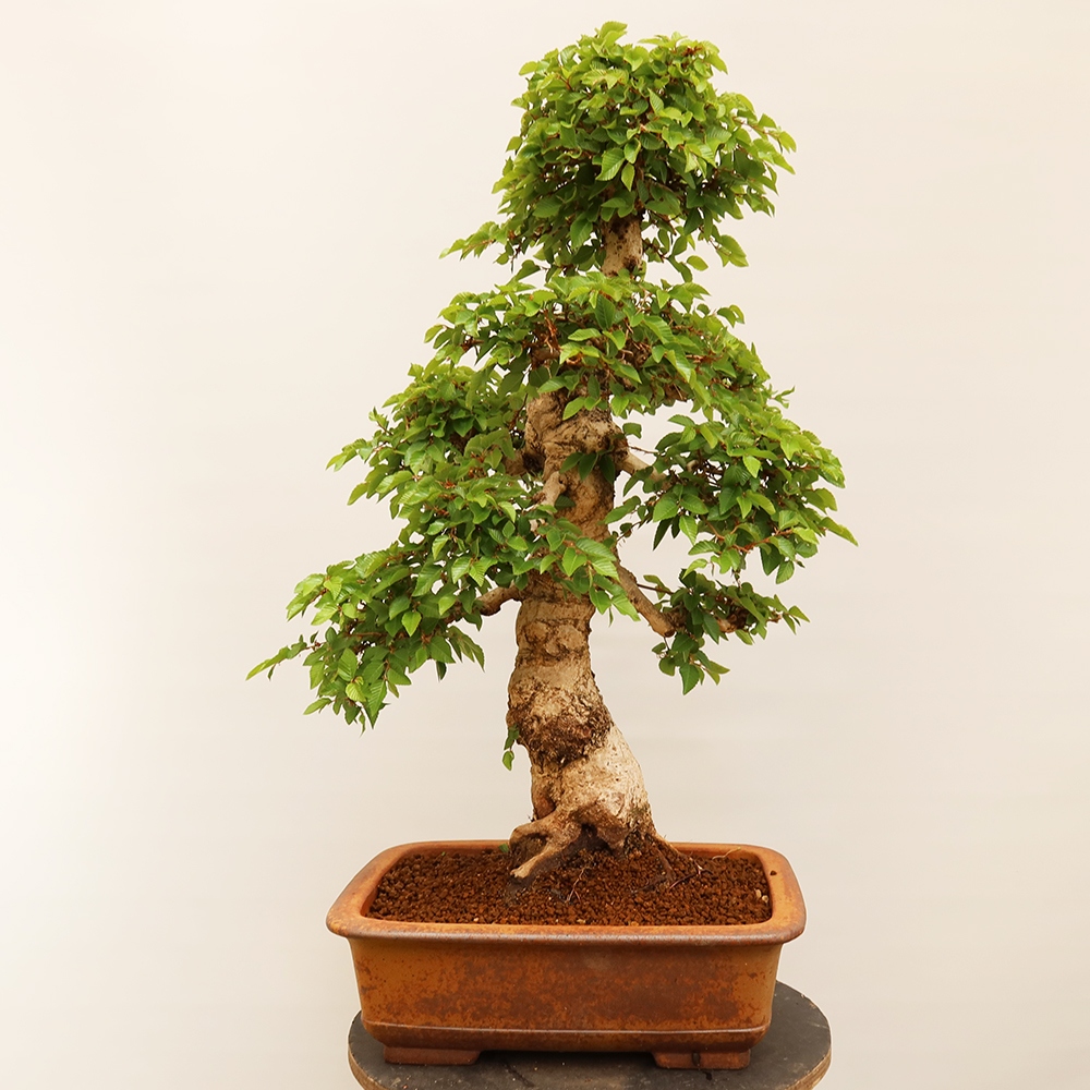 Bonsaï d'extérieur -Carpinus Coreana - Charme de Corée