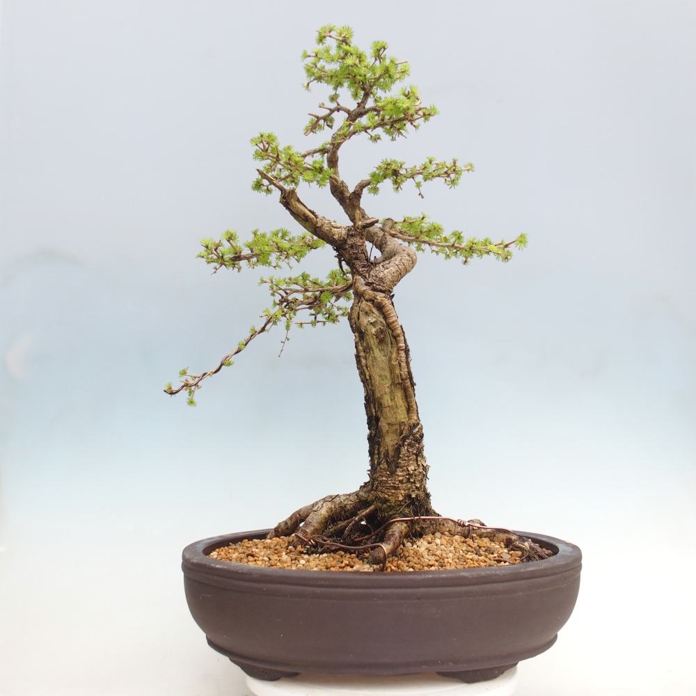 Bonsaï d'extérieur -Larix decidua - Mélèze - Transport sur palette uniquement