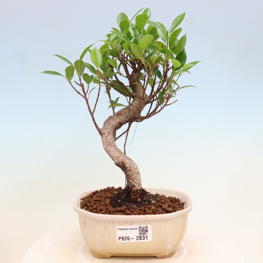 Salle bonsaï - Ficus kimmen - ficus à petites feuilles