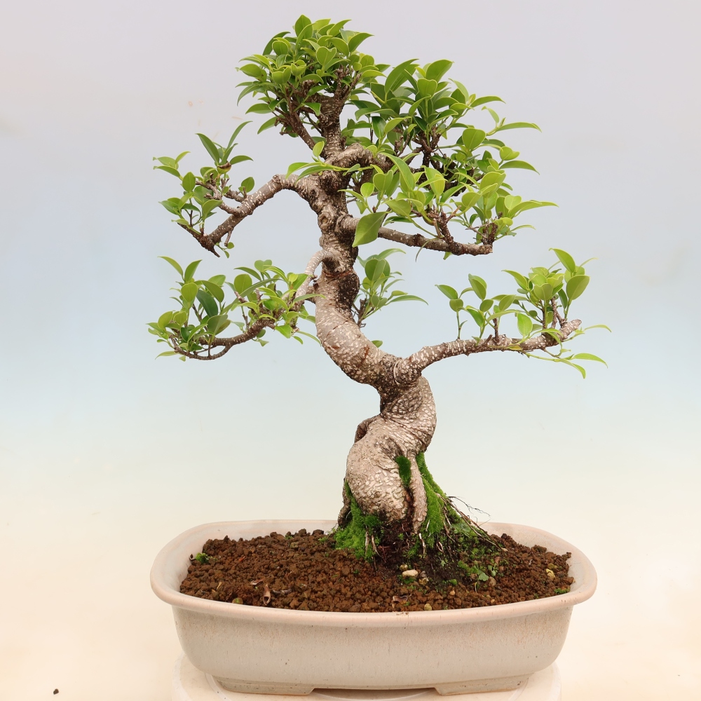 Salle bonsaï - Ficus kimmen - ficus à petites feuilles