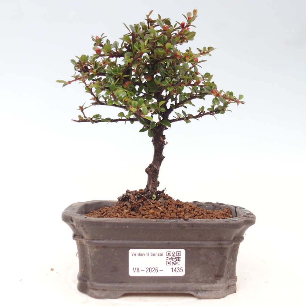 Bonsaï d'extérieur - Cotoneaster horizontalis - Rocky Mountain