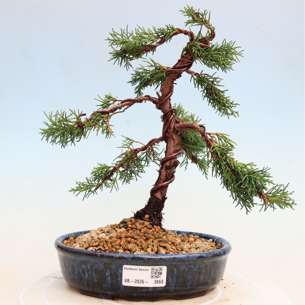 Bonsaï d'extérieur - Juniperus chinensis Kishu