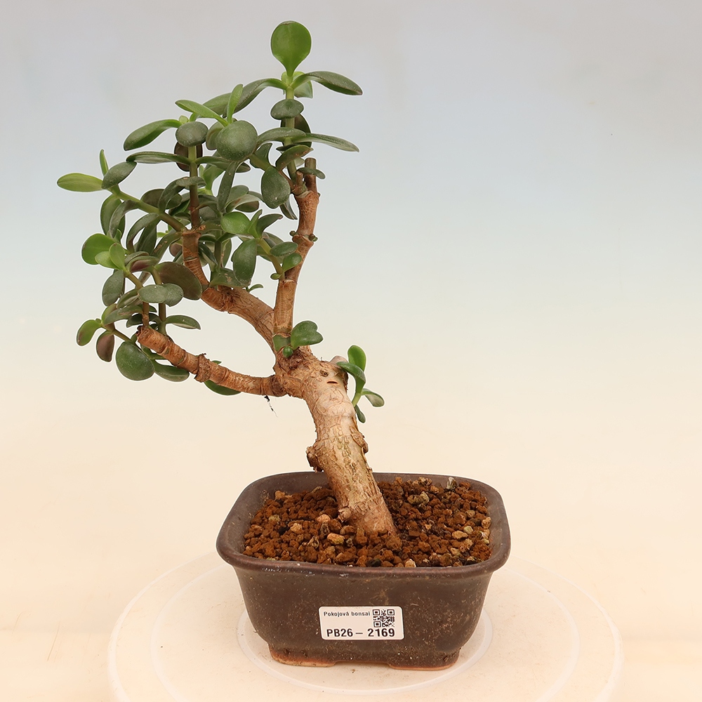 Bonsaï de chambre - Portulakaria Afra - Tlustice