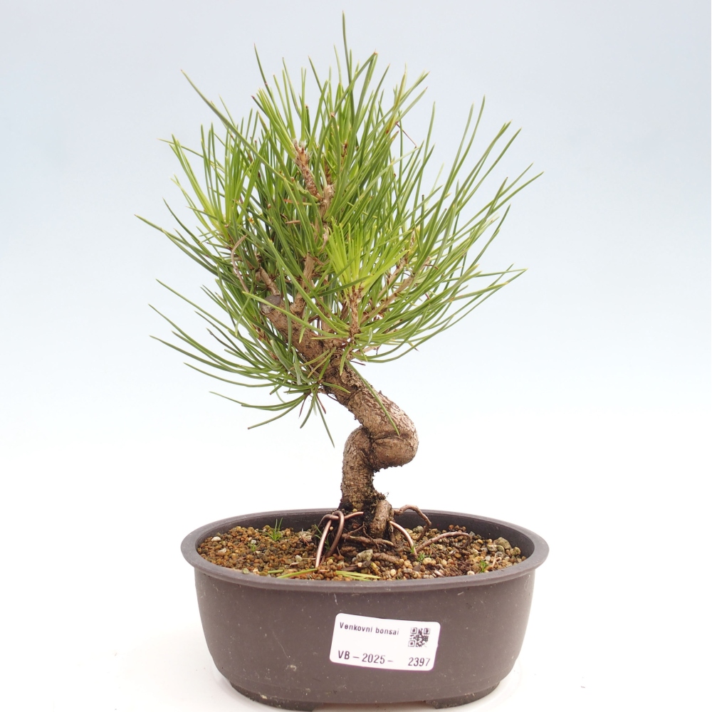 Bonsaï d'extérieur - Pinus thunbergii - Pin de Thunberg