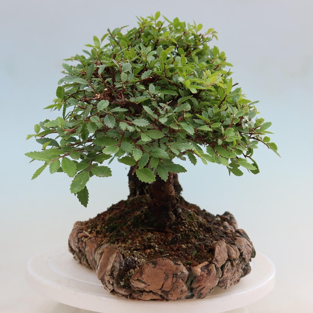 Bonsaï d'extérieur - Zelkova - Zelkova NIRE - petit bosquet
