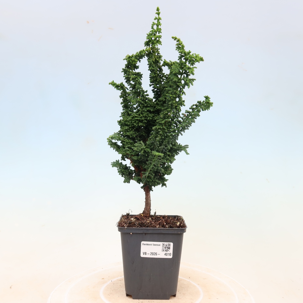Bonsaï d'extérieur - Cham. obtusa SEKKA HINOKI - Cyprès