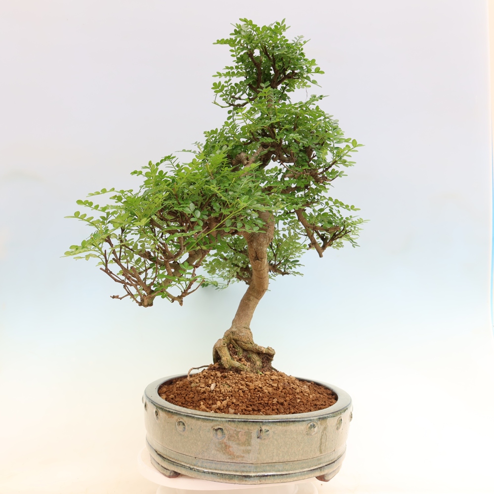 Salle bonsaï - Zantoxylum piperitum - arbre à poivre