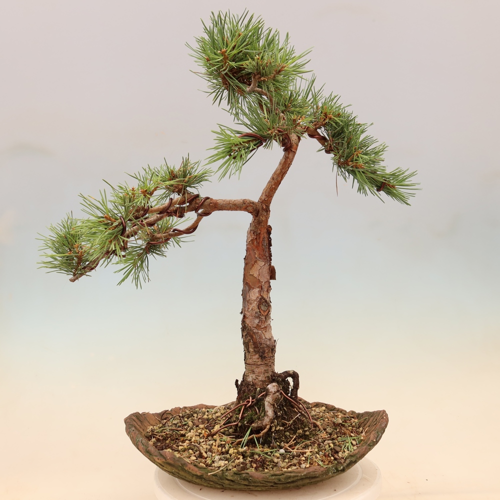 Bonsaï d'extérieur - Pinus Sylvestris Watererri - Pin sylvestre