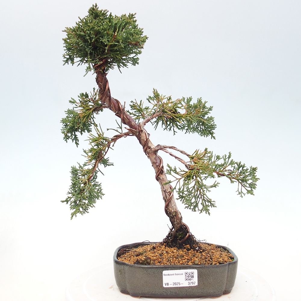 Bonsaï d'extérieur - Juniperus chinensis Kishu