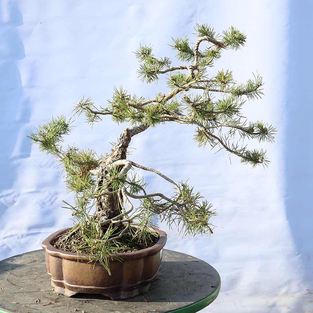 Pinus sylvestris Espagne - pin sylvestre