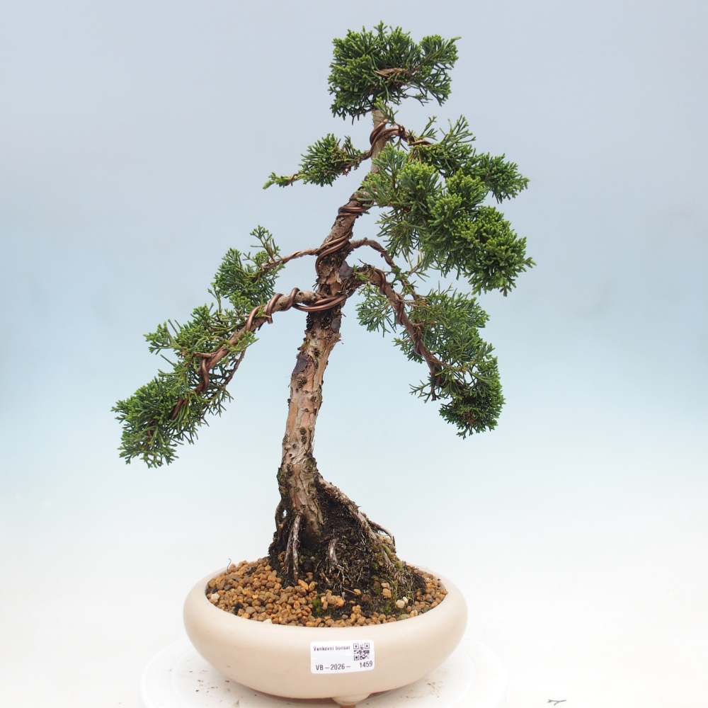 Bonsaï d'extérieur - Juniperus chinensis Kishu