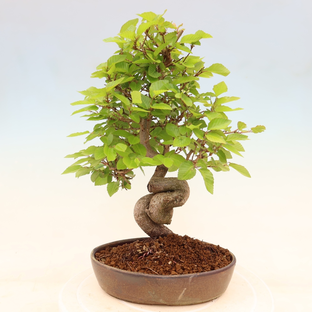 Bonsaï d'extérieur -Carpinus Coreana - Charme de Corée