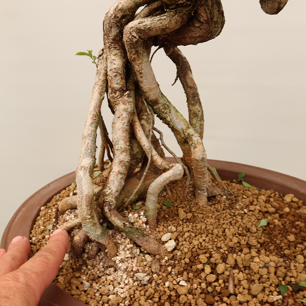 Bonsaï d'extérieur - Zelkova - Zelkova NIRE
