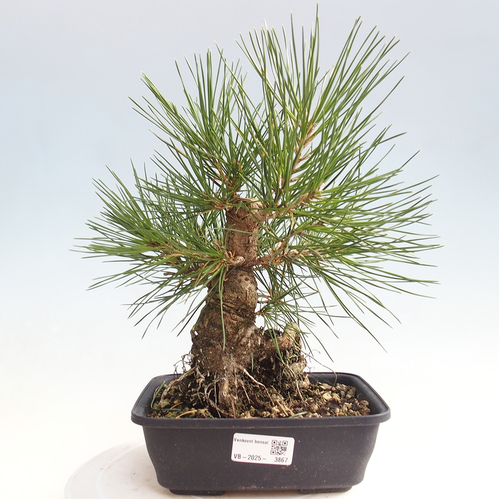 Bonsaï d'extérieur - Pinus thunbergii - Pin de Thunberg