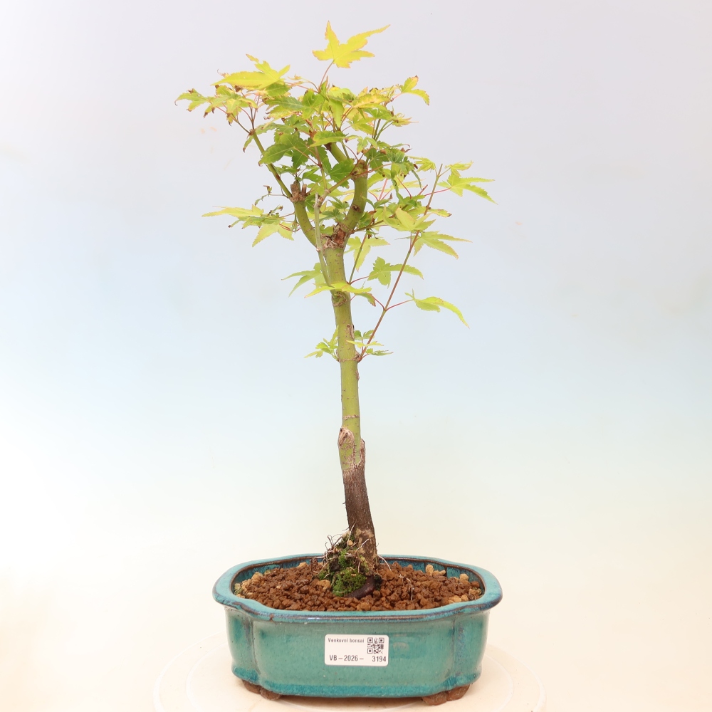 Acer palmatum Aureum - Érable doré