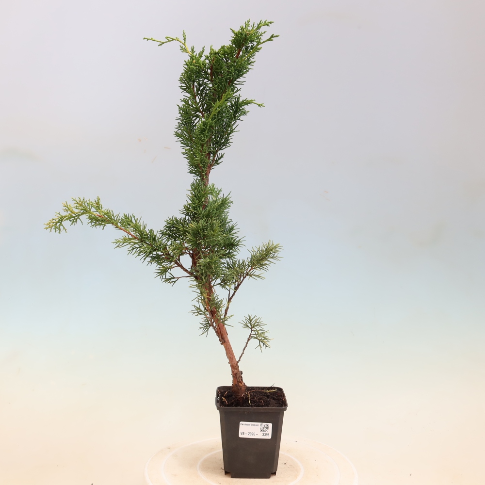 Bonsaï d'extérieur - Juniperus chinensis Kishu