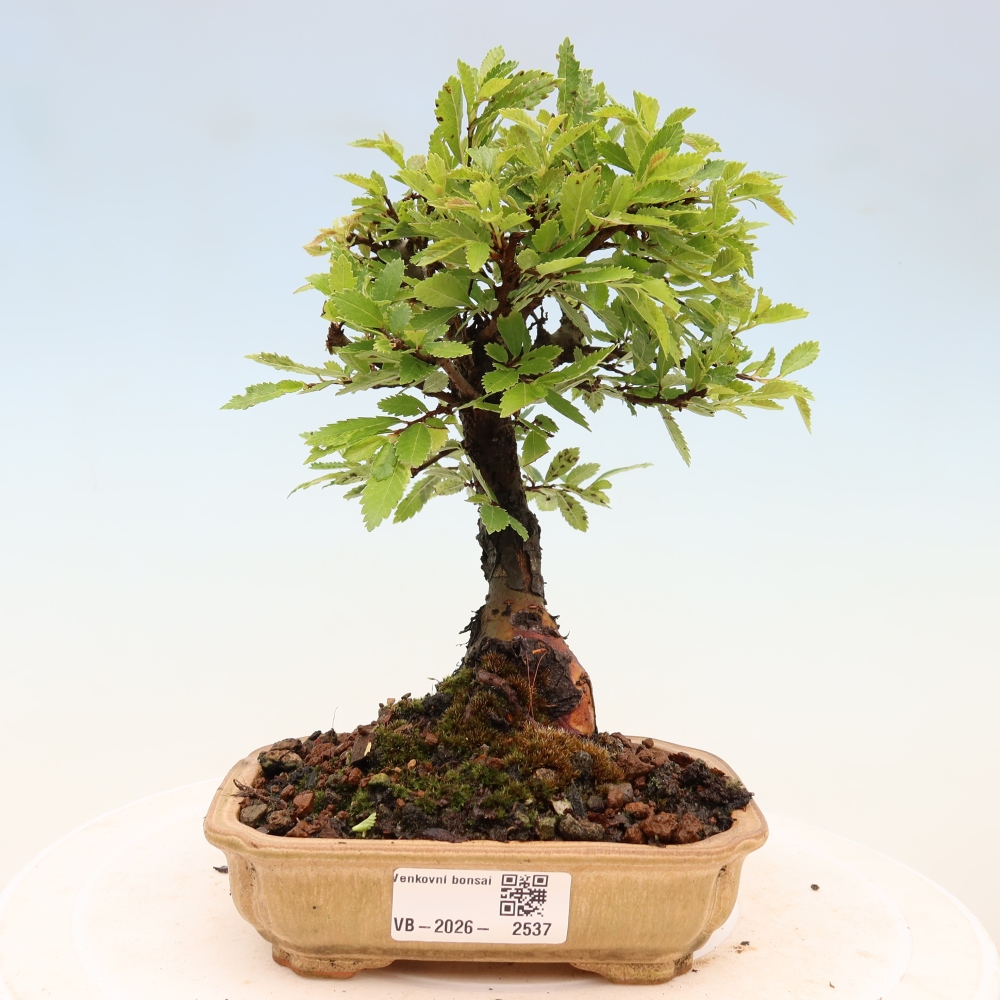 Bonsaï d'extérieur - Zelkova - Zelkova NIRE